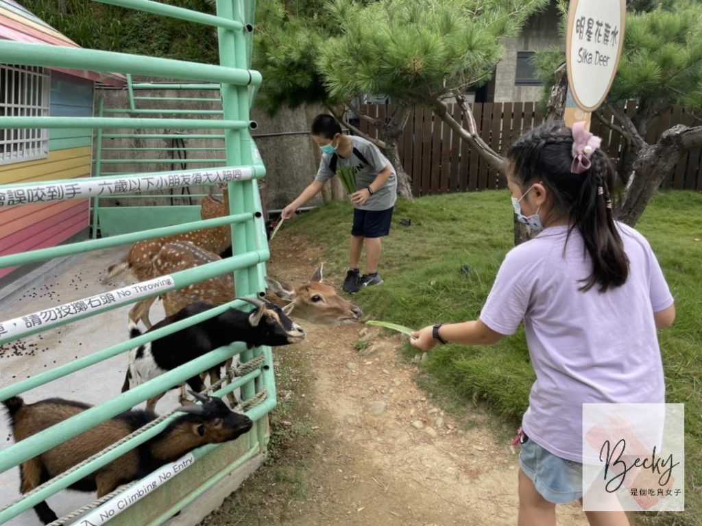 新竹親子餐廳-卡菲努努寵物親子餐廳店家設施介紹